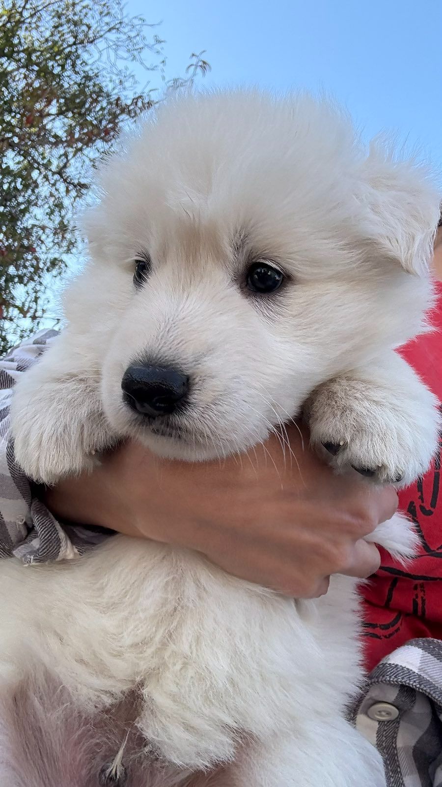 Цуценята Білої Швейцарської Вівчарки