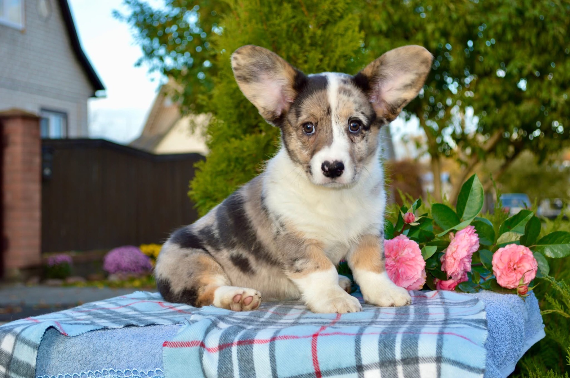 Цуценята Коргі кардиган