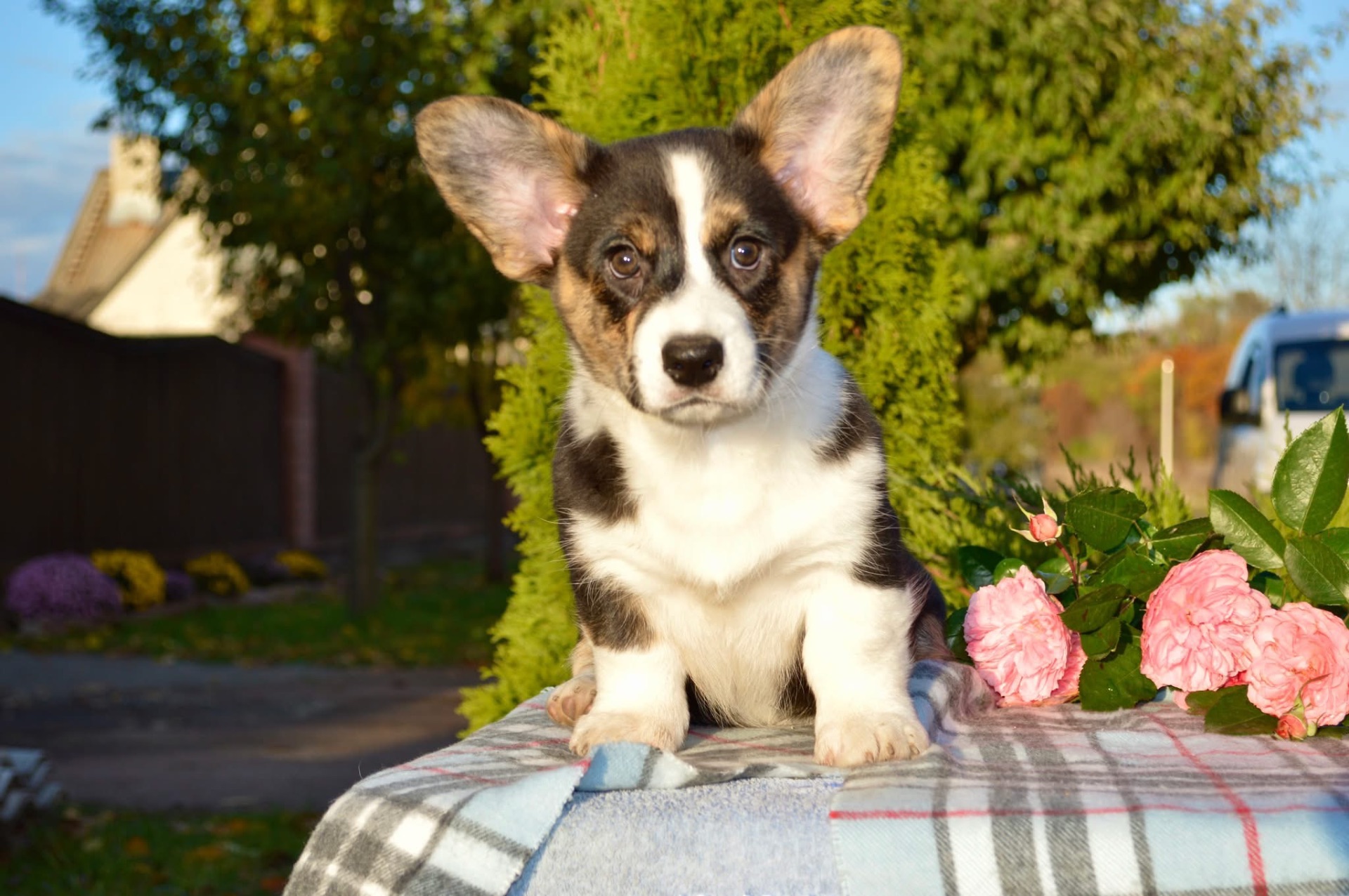 Цуценята Коргі кардиган