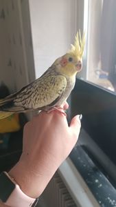 Продам Корелл