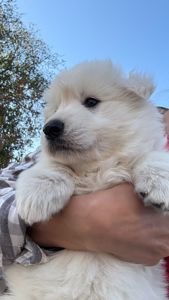 Цуценята Білої Швейцарської Вівчарки