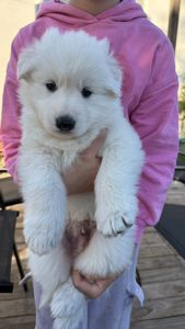 Цуценята Білої Швейцарської Вівчарки