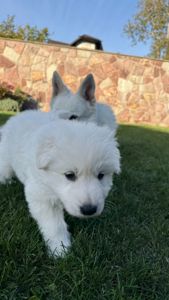 Цуценята Білої Швейцарської Вівчарки