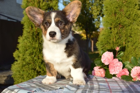 Цуценята Коргі кардиган