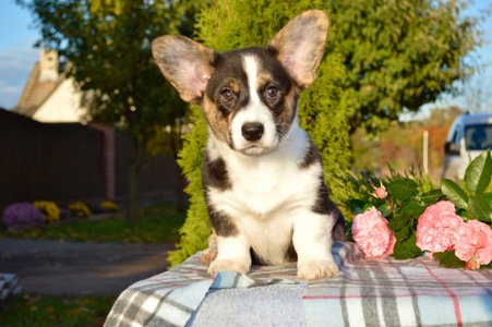 Цуценята Коргі кардиган