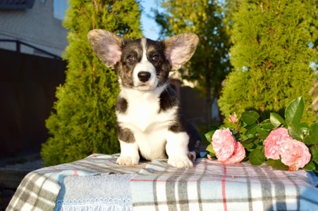 Цуценята Коргі кардиган