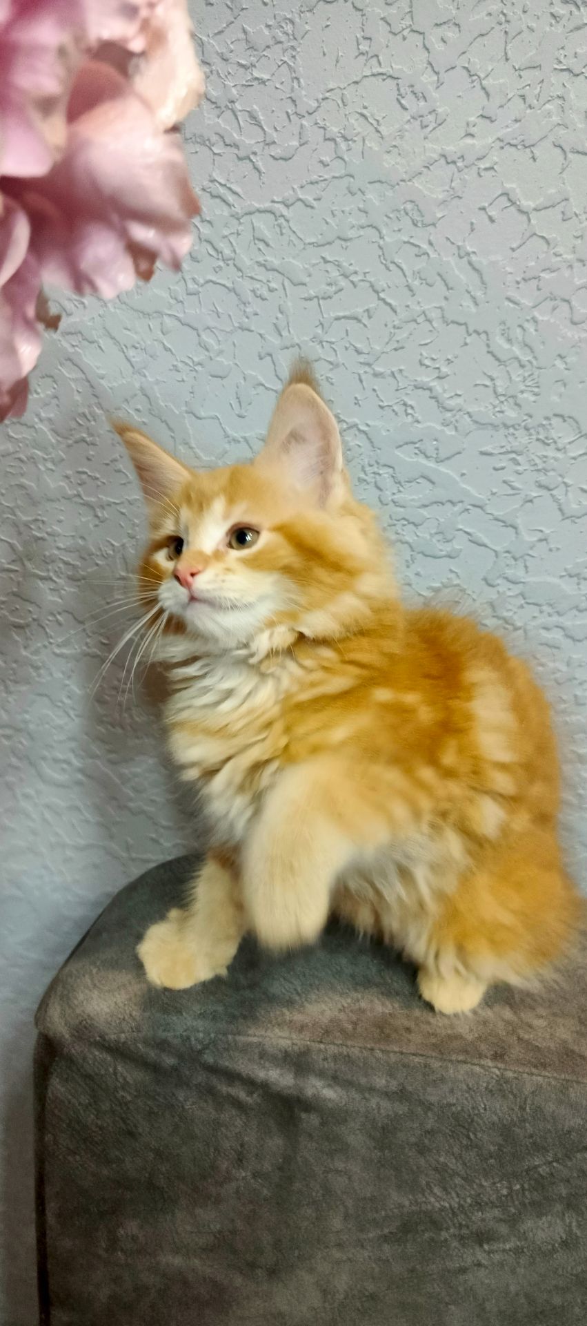 Руденькі красунчики Мейн-кун