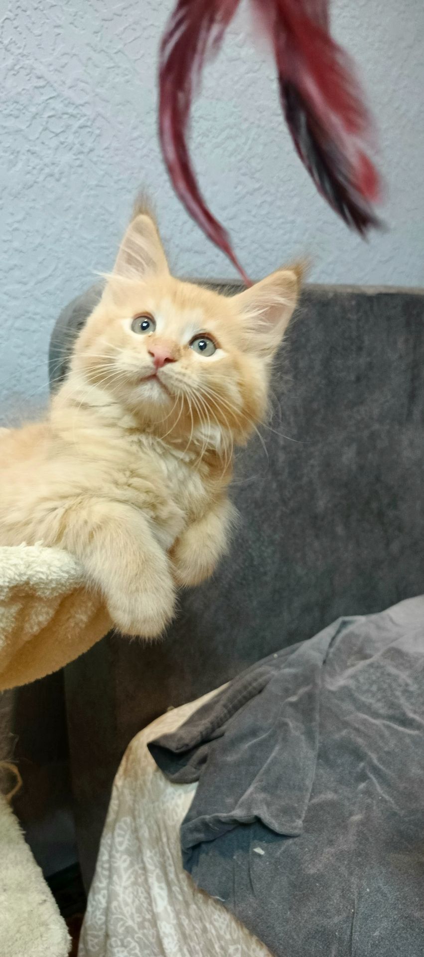 Руденькі красунчики Мейн-кун