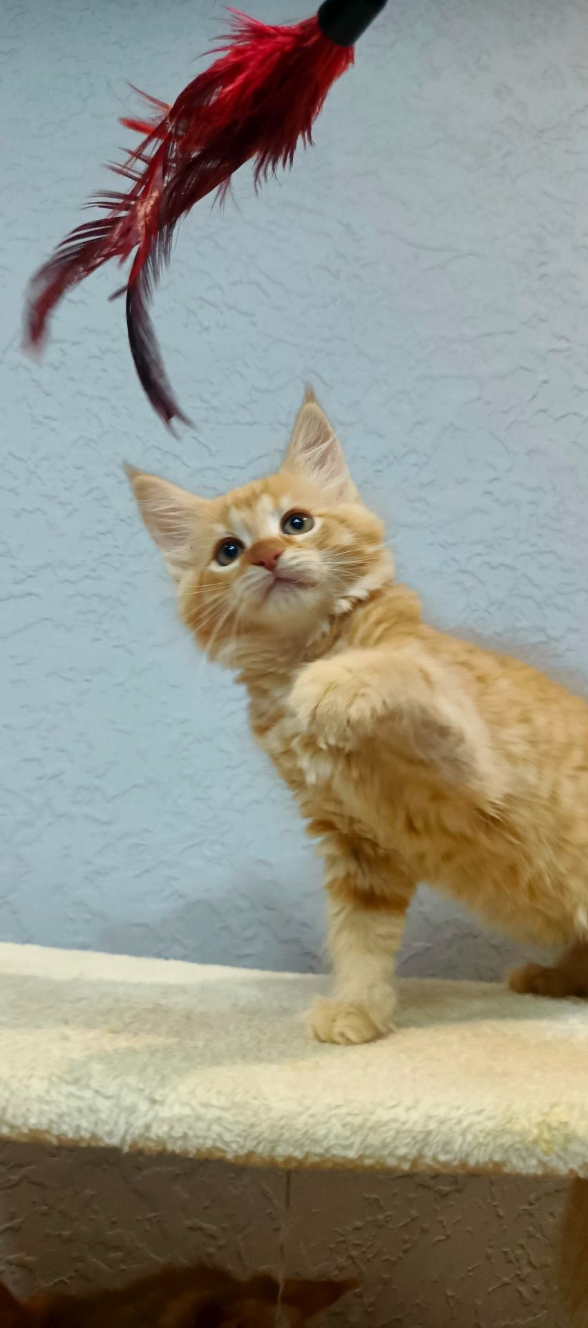 Руденькі красунчики Мейн-кун