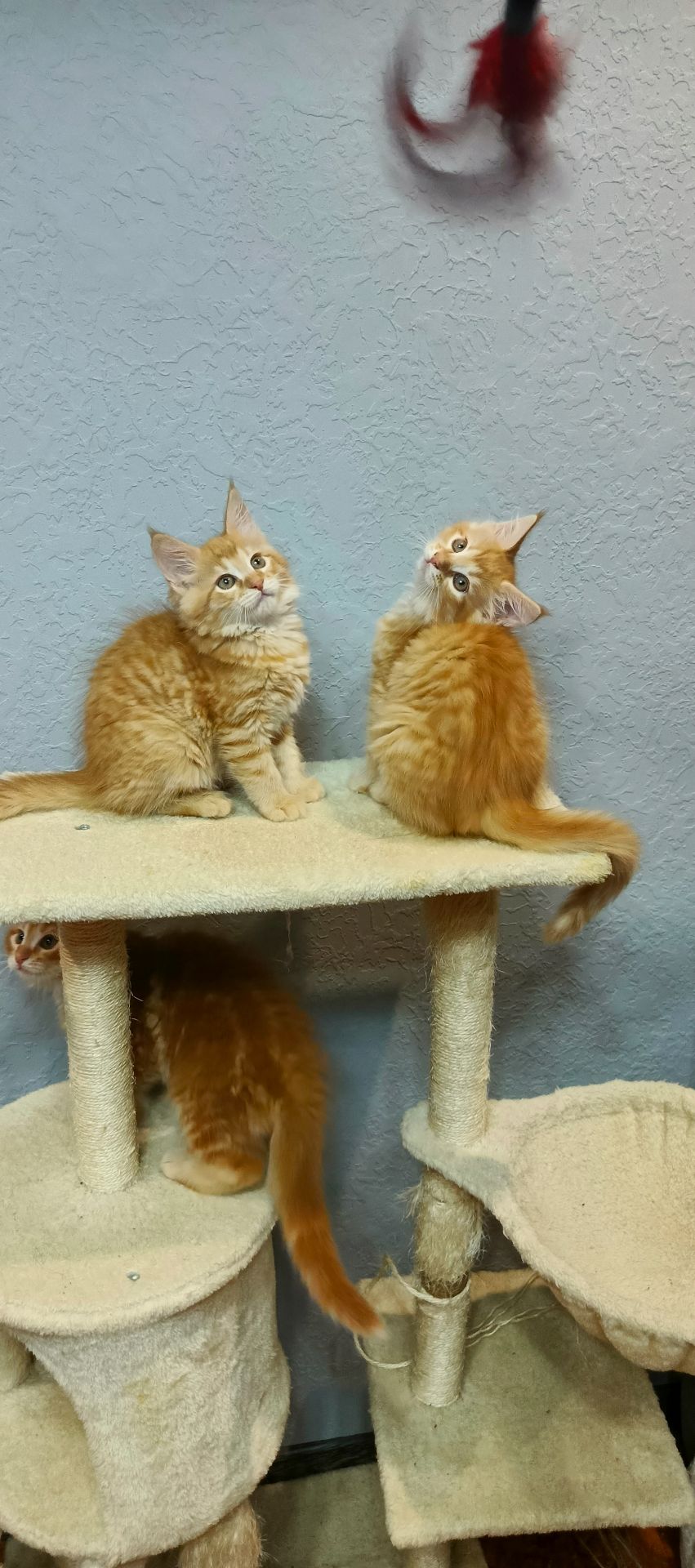 Руденькі красунчики Мейн-кун