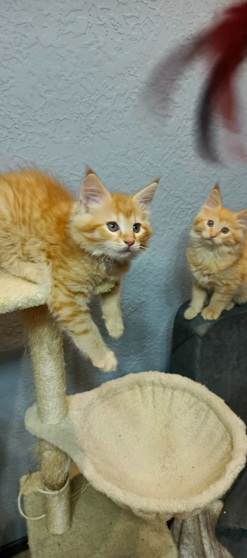 Руденькі красунчики Мейн-кун