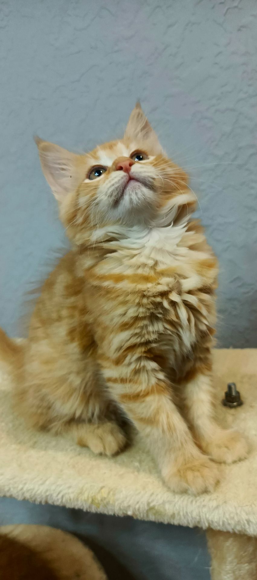 Руденькі красунчики Мейн-кун