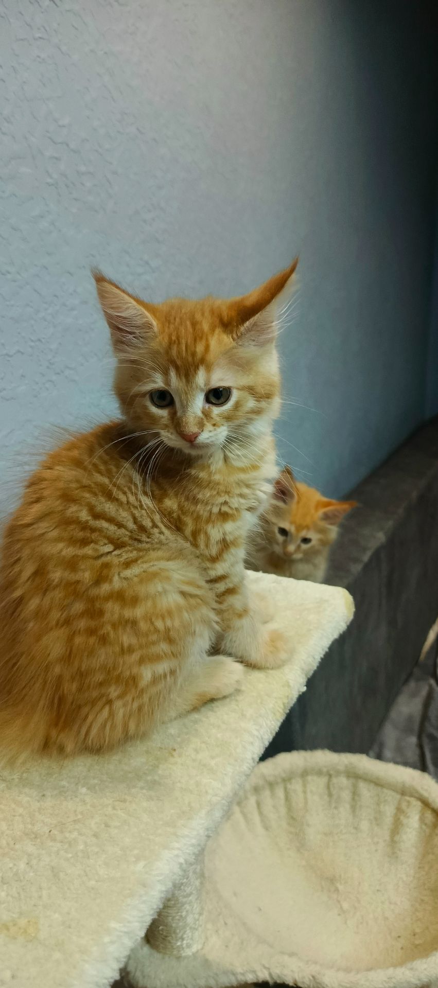 Руденькі красунчики Мейн-кун