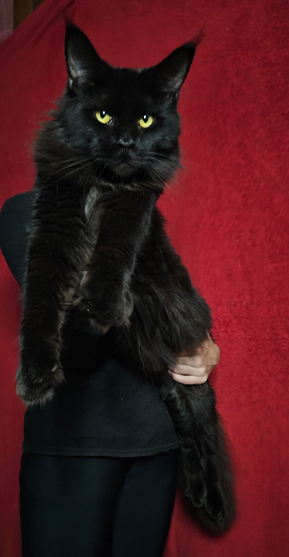 Чёрный бриллиант мальчик мейн кун