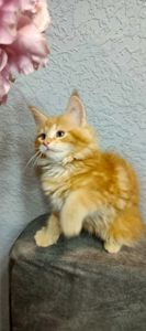 Руденькі красунчики Мейн-кун