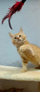 Руденькі красунчики Мейн-кун