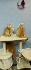 Руденькі красунчики Мейн-кун