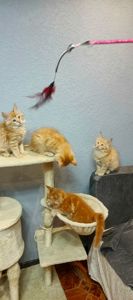 Руденькі красунчики Мейн-кун