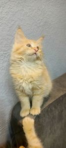 Руденькі красунчики Мейн-кун