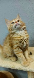 Руденькі красунчики Мейн-кун