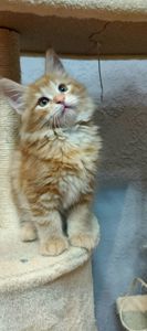 Руденькі красунчики Мейн-кун