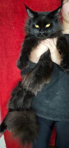 Чёрный бриллиант мальчик мейн кун