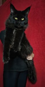 Чёрный бриллиант мальчик мейн кун