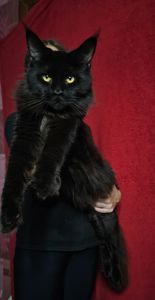 Чёрный бриллиант мальчик мейн кун