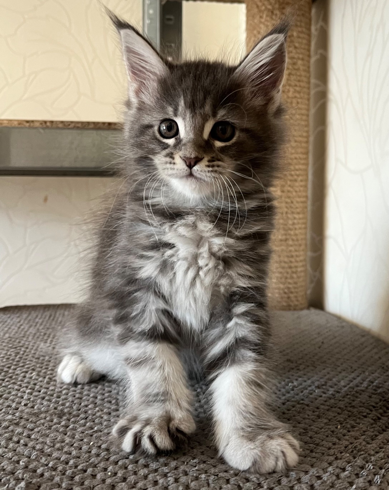 Кошеня Мейн-кун дівчинка блакитний мармур