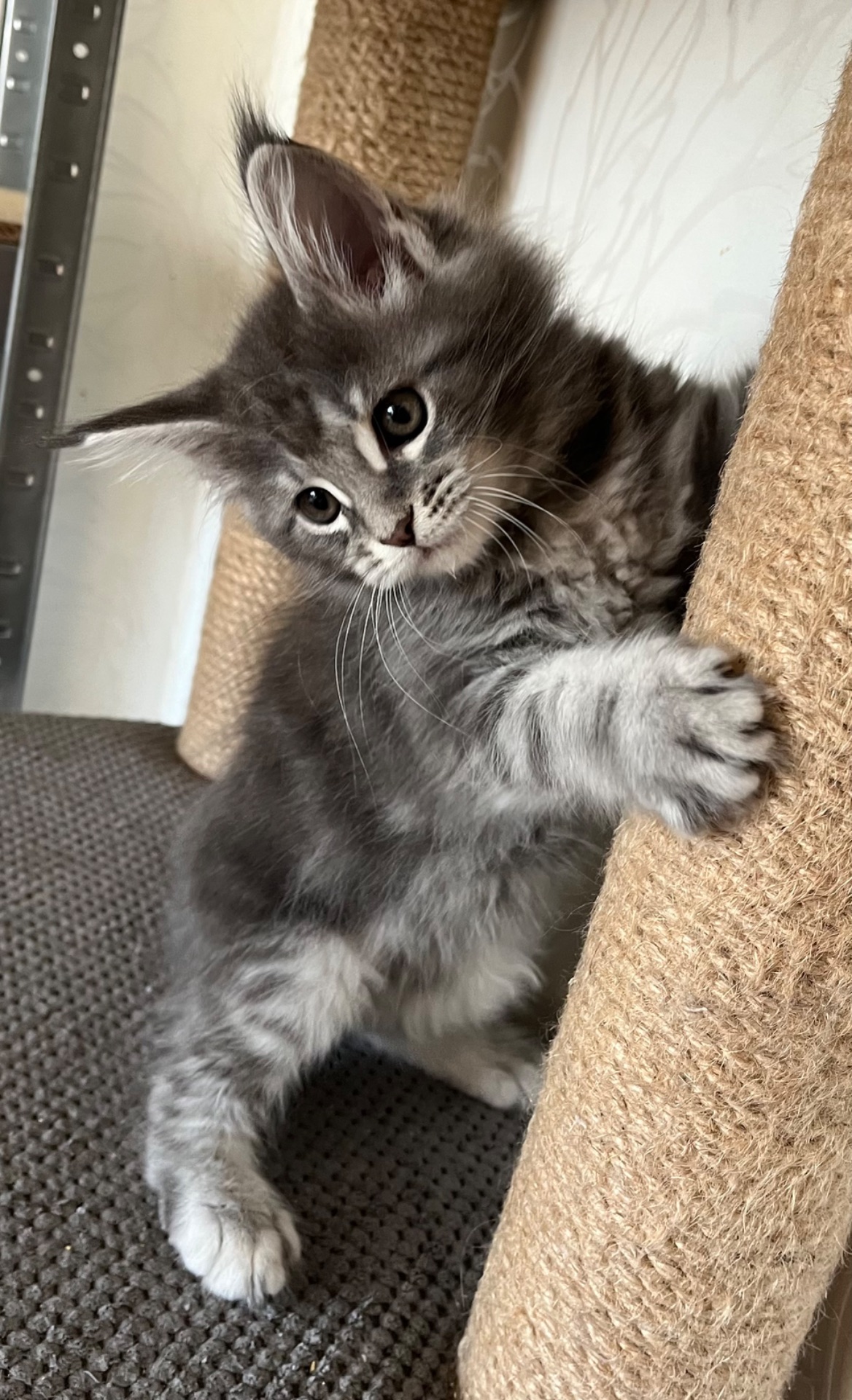 Кошеня Мейн-кун дівчинка блакитний мармур