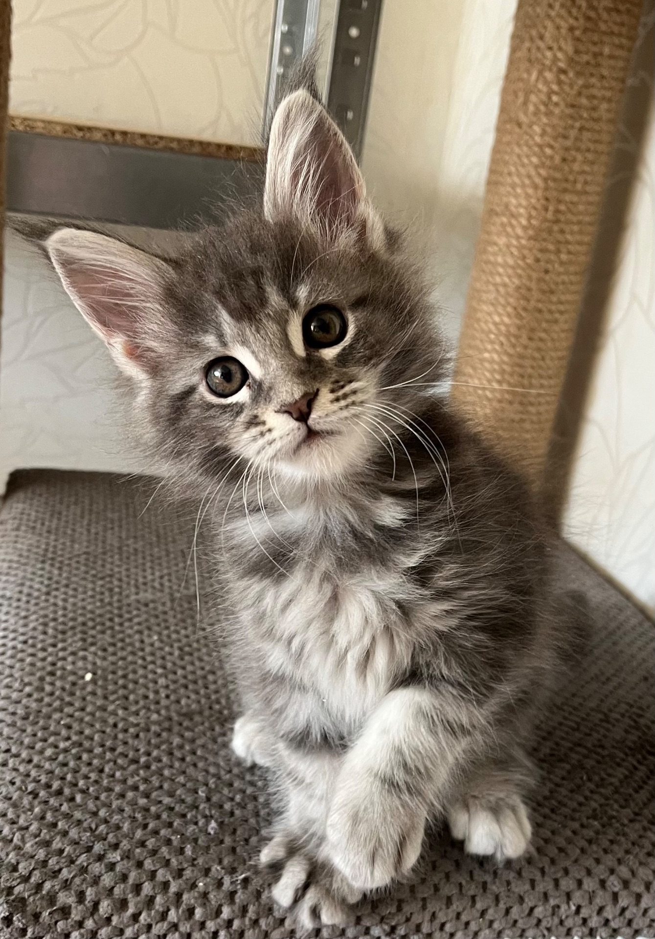 Кошеня Мейн-кун дівчинка блакитний мармур