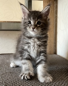 Кошеня Мейн-кун дівчинка блакитний мармур