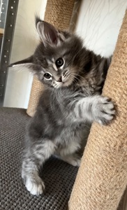 Кошеня Мейн-кун дівчинка блакитний мармур