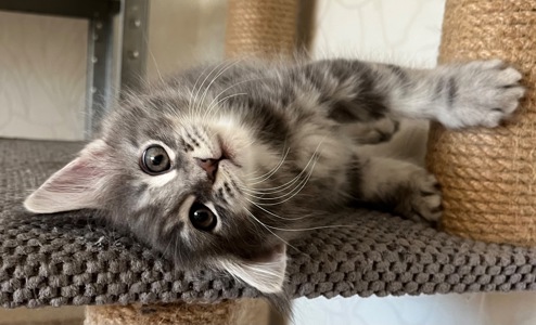 Кошеня Мейн-кун дівчинка блакитний мармур