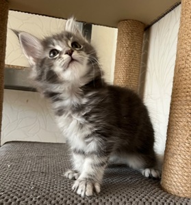 Кошеня Мейн-кун дівчинка блакитний мармур