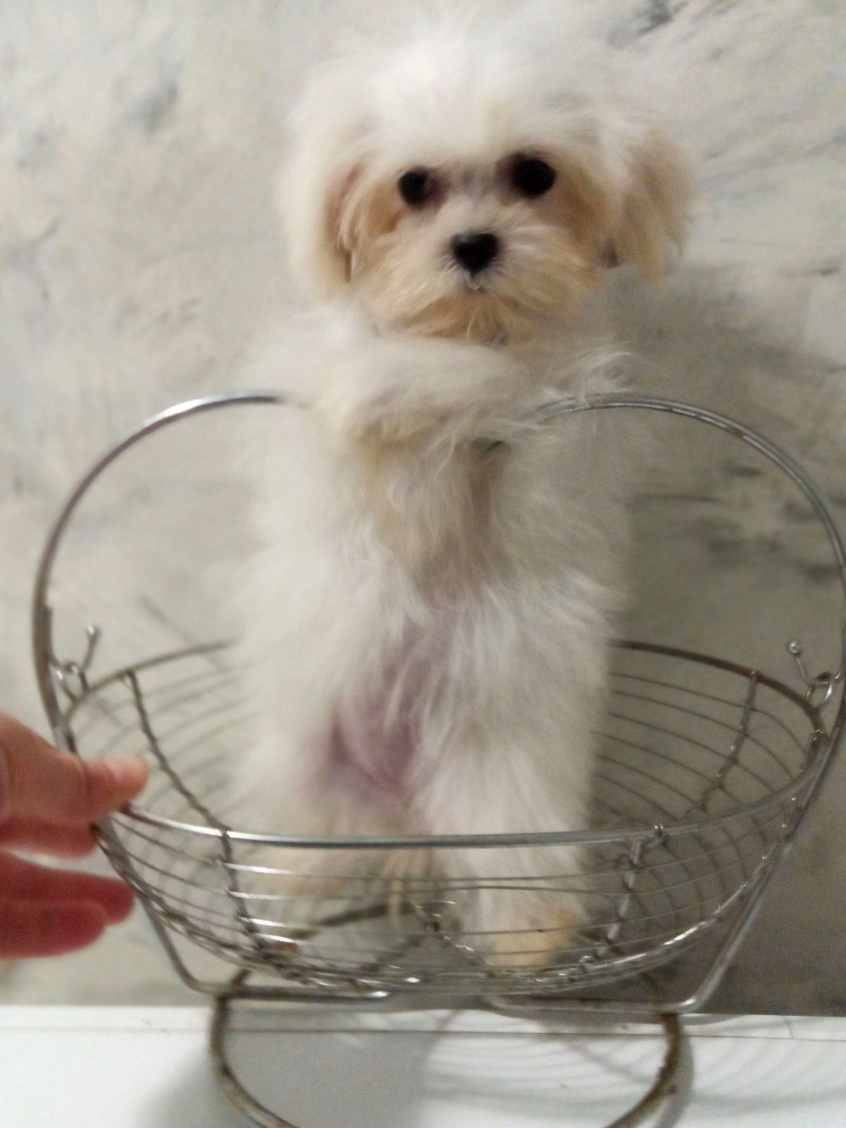 Мини щенки мальтипу