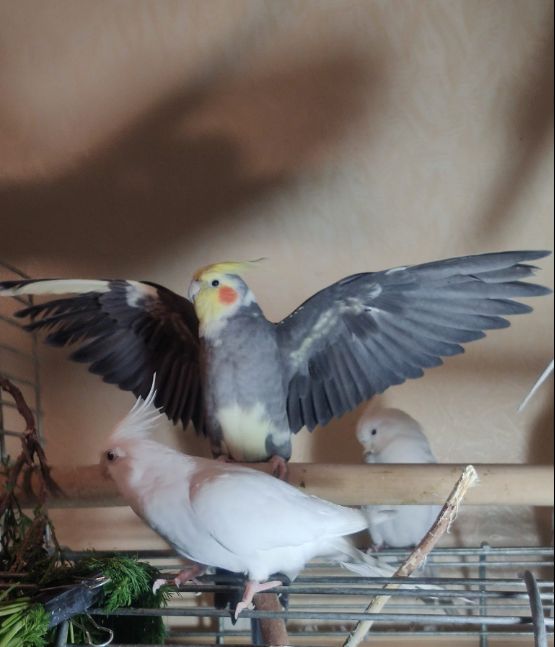 Сформированные пары Корелл