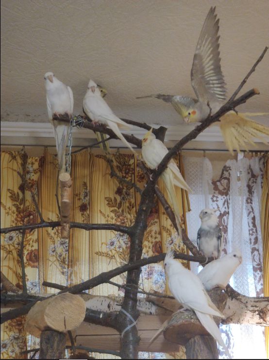 Сформированные пары Корелл