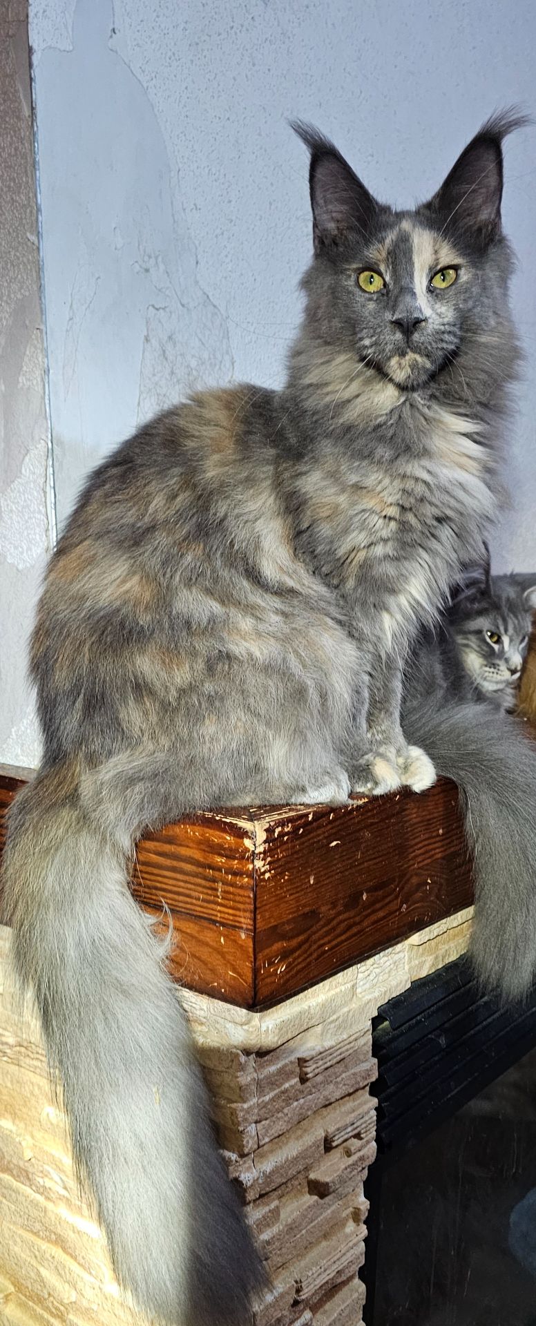 Голубокремка девочка мейн кун