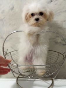 Мини щенки мальтипу