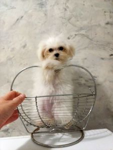 Мини щенки мальтипу