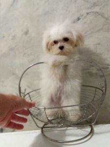 Мини щенки мальтипу