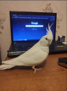 Сформированные пары Корелл