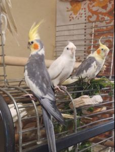 Сформированные пары Корелл