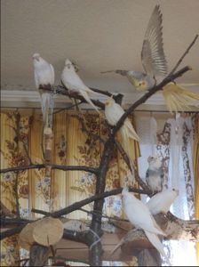 Сформированные пары Корелл