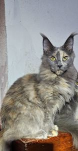 Голубокремка девочка мейн кун