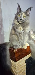 Голубокремка девочка мейн кун