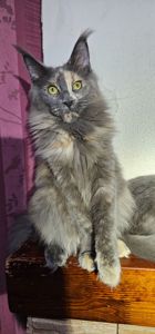 Голубокремка девочка мейн кун