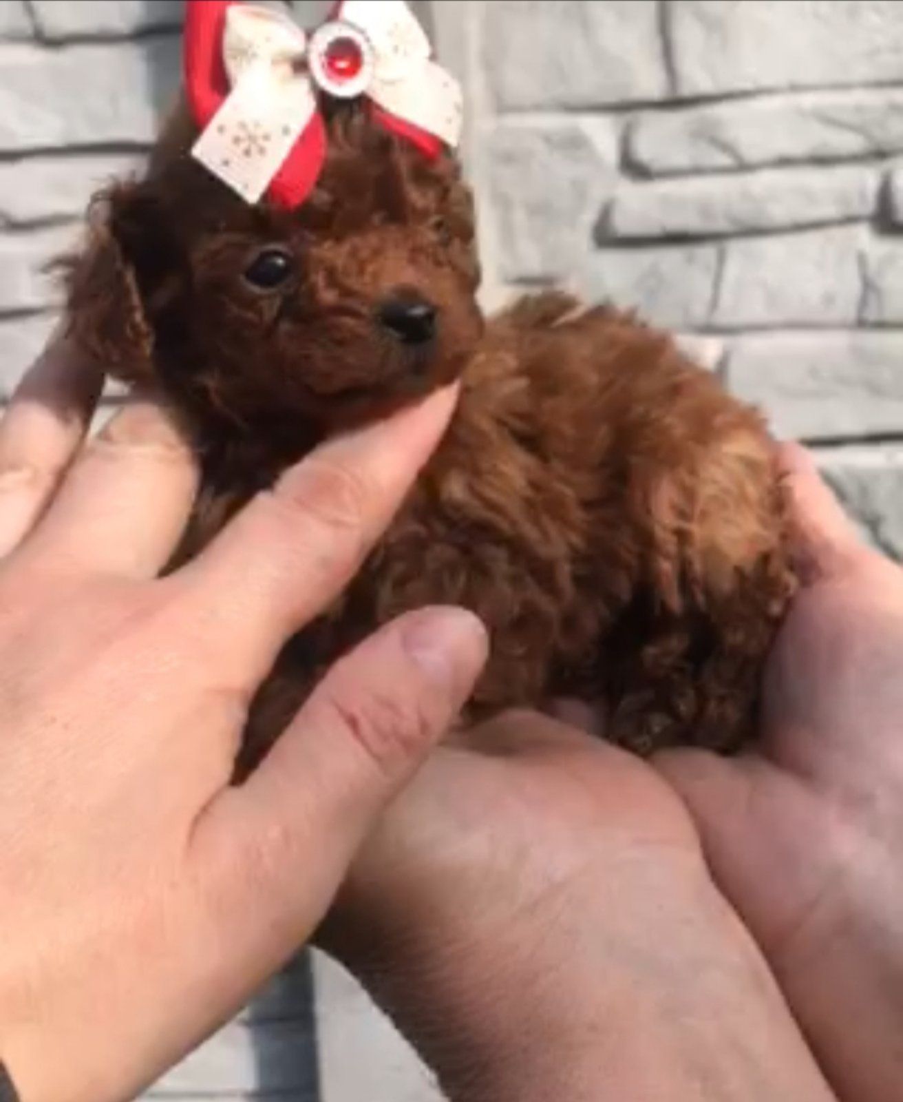 Щенки той пуделя ред браун