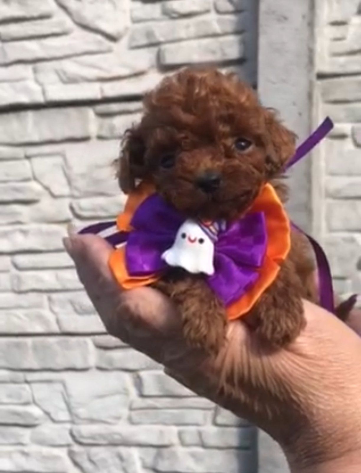 Щенки той пуделя ред браун